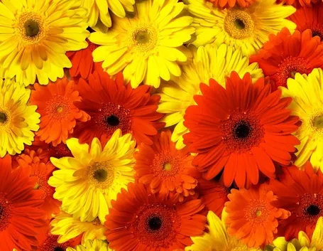 Gerbera 