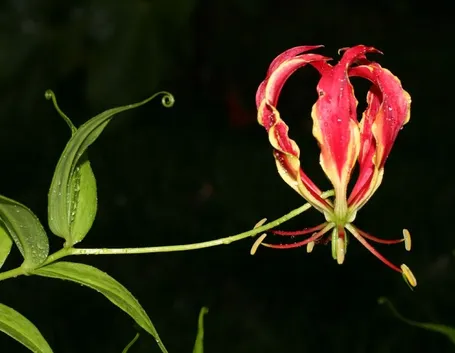 Gloriosa rothschildiana