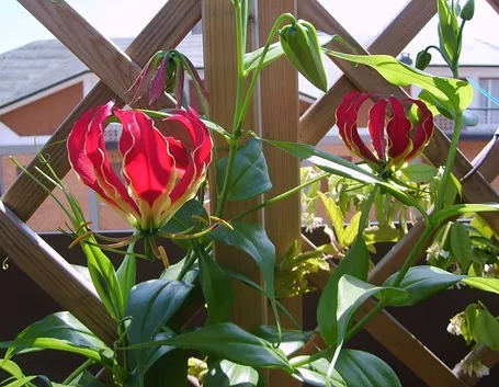 Gloriosa 
