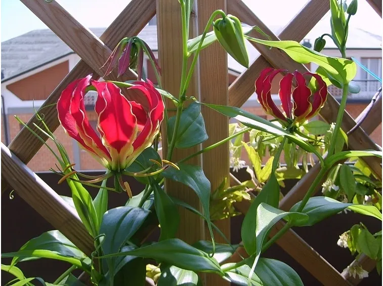 Gloriosa 