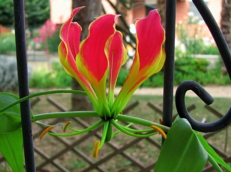 Gloriosa 