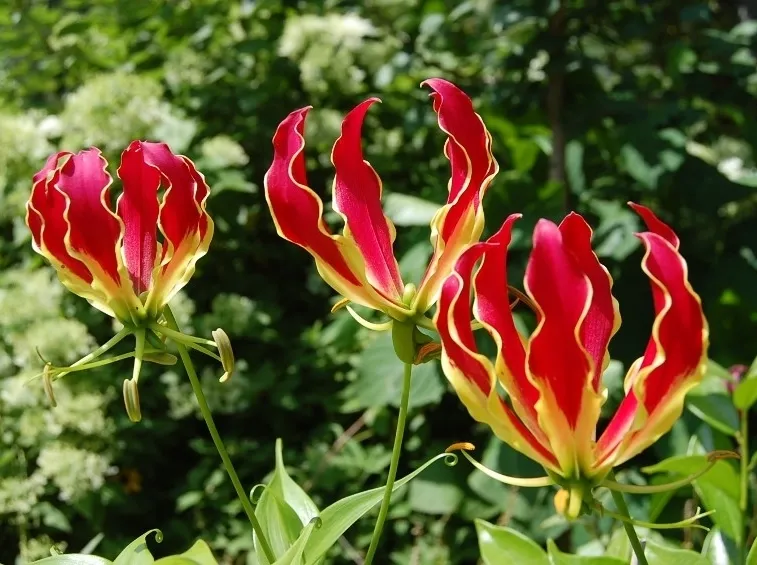 Gloriosa 