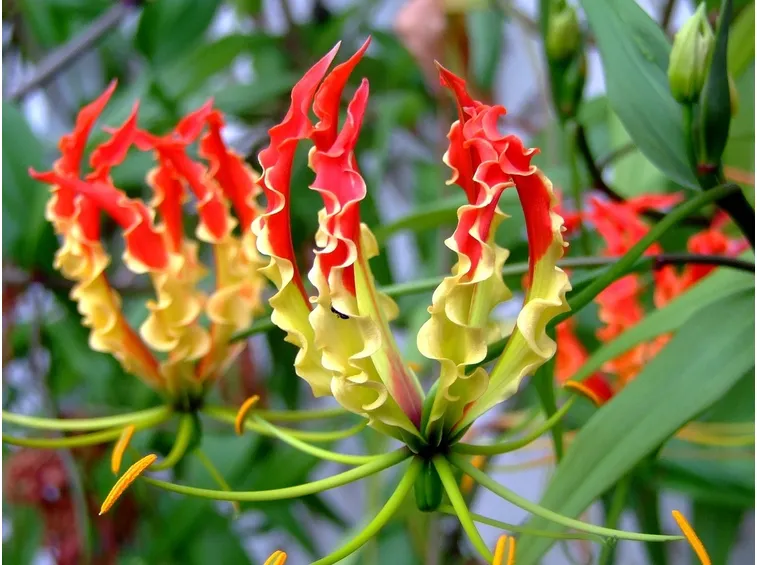 fiori giglio rampicante