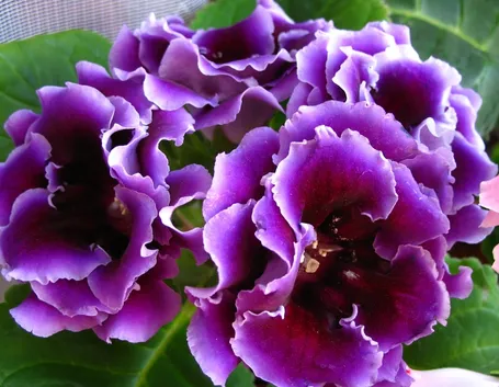 Glossinia