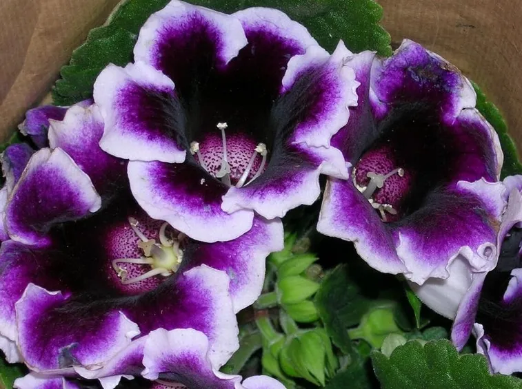 fiori glossinia