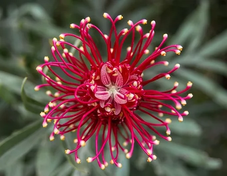 grevillea