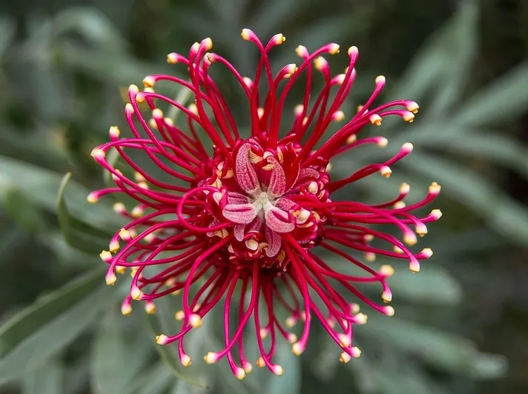 grevillea