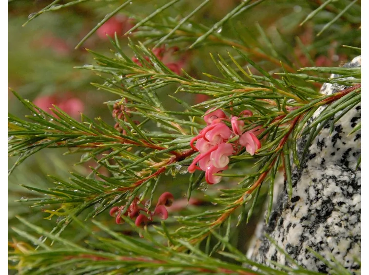 pianta grevillea