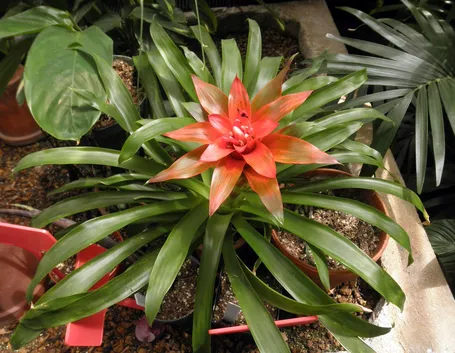 Guzmania lingulata