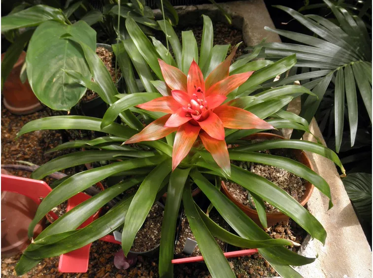 Guzmania lingulata