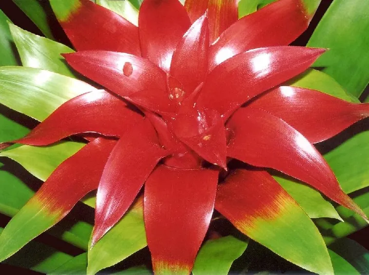 Guzmania lingulata ibrida