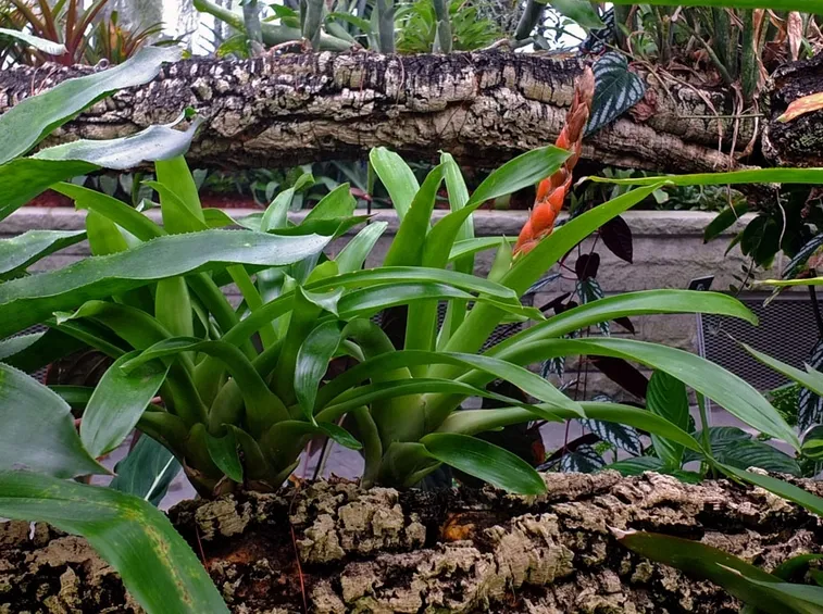 Guzmania aberteroana