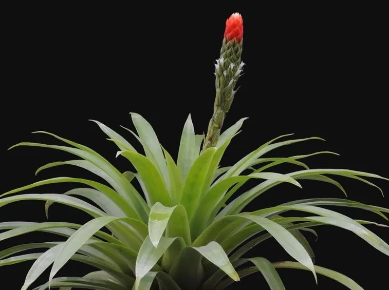 Guzmania monostachya