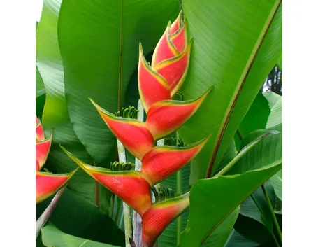 Heliconia 