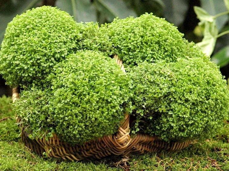 soleirolia