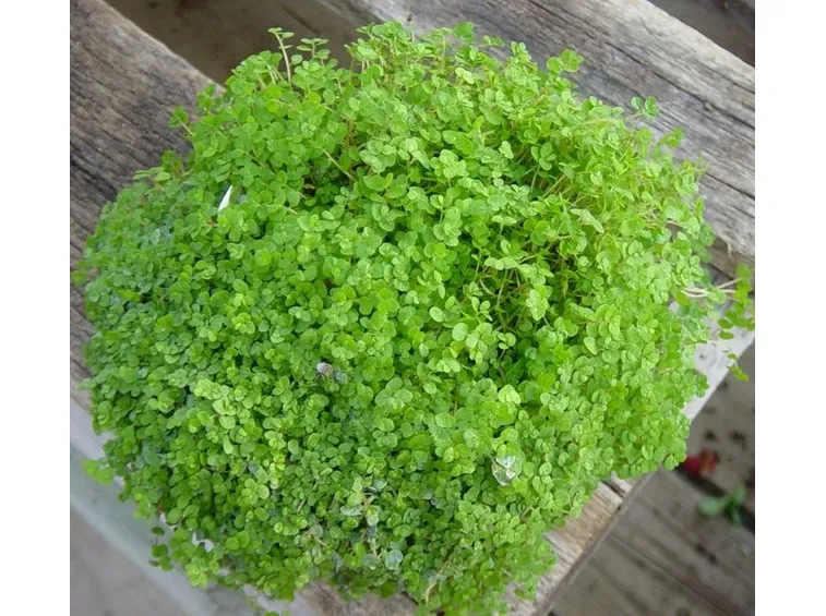 pianta helxine