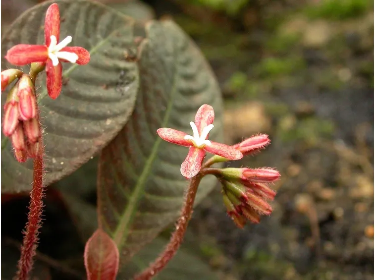 pianta di hoffmannia