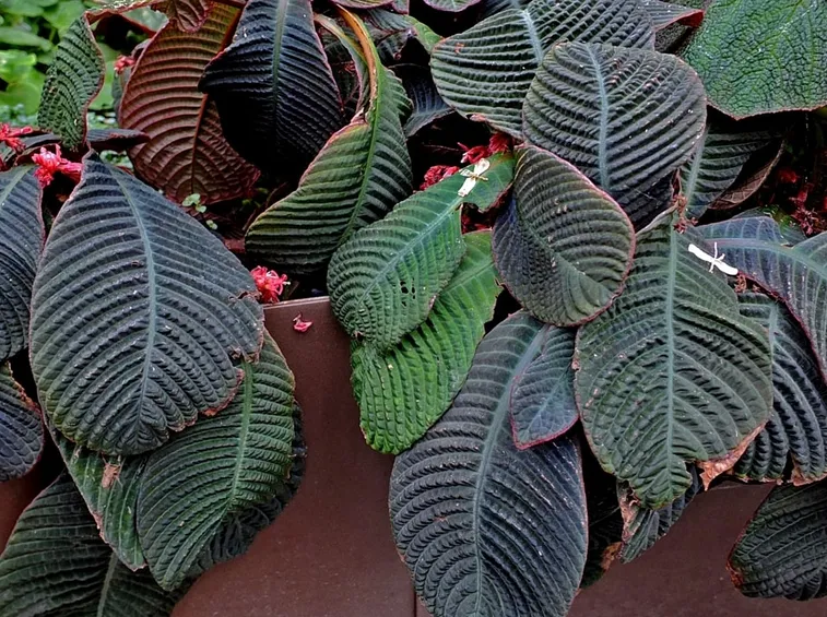 hoffmannia