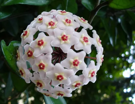 hoya fiori
