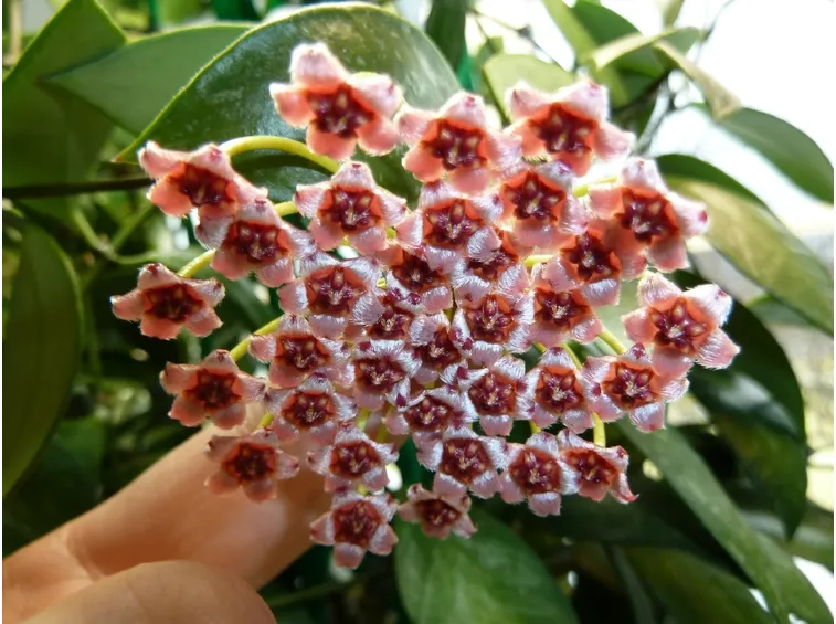 Fiore di porcellana