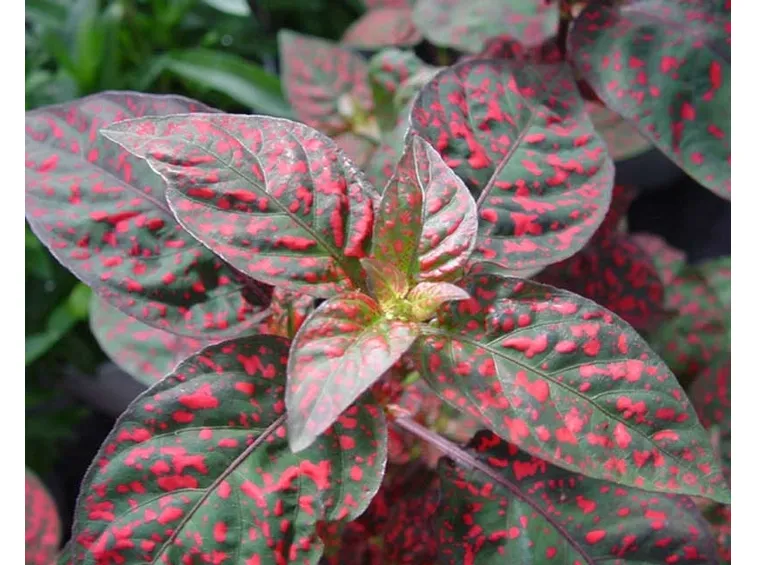 hypoestes pianta