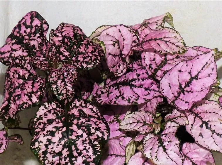 hypoestes foglie