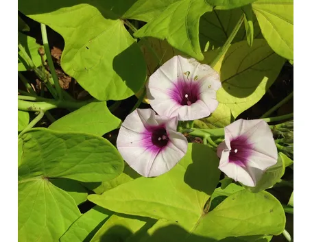 Patata americana
