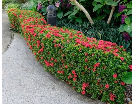 Ixora 