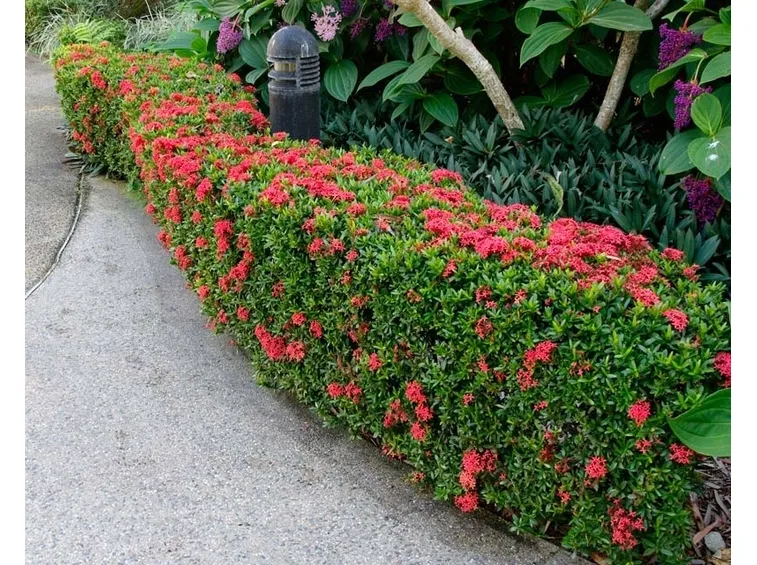 Ixora 