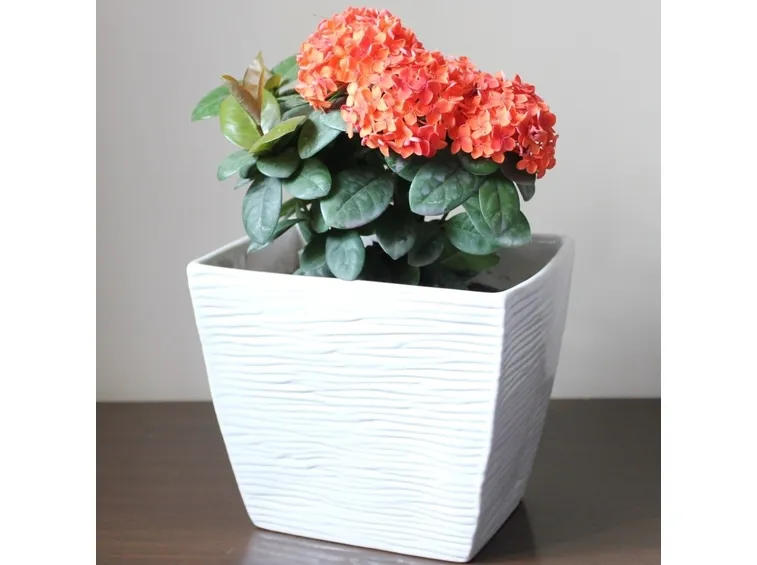 ixora in vaso