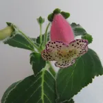 Kohleria 