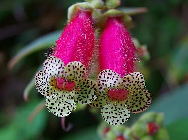 Kohleria fiori