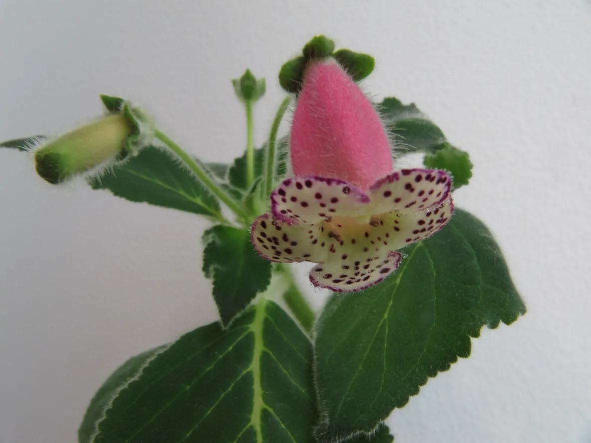 Kohleria 