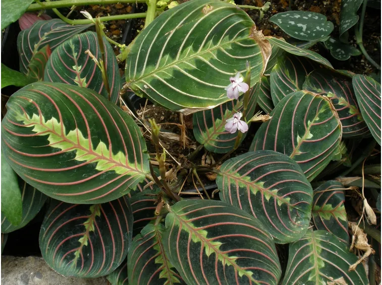Maranta leuconeura