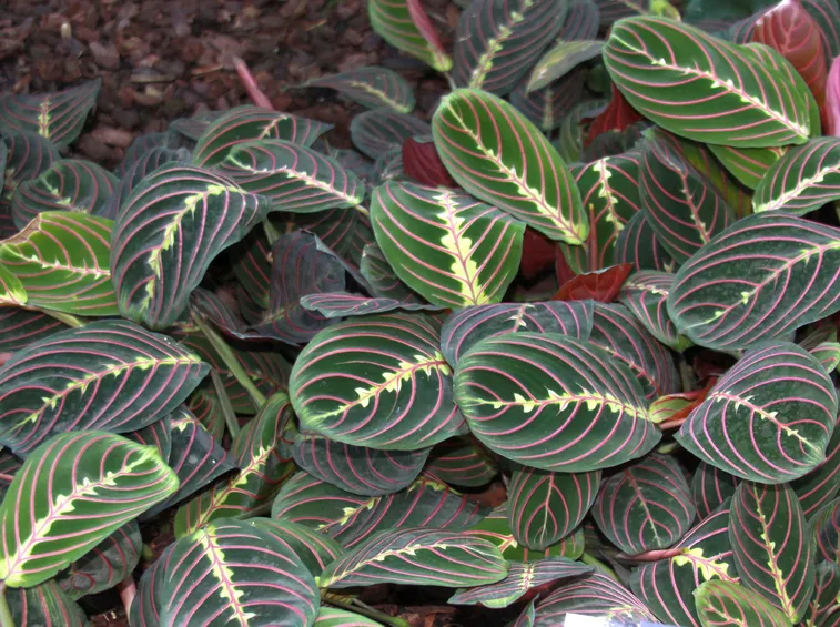 Maranta foglie