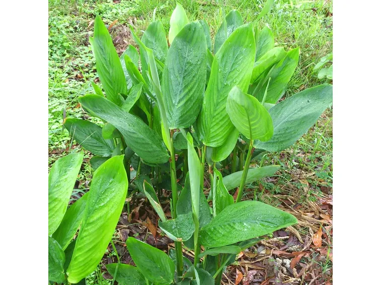 Maranta arundinacea