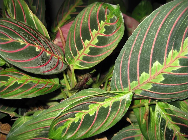 Maranta Leuconeura pianta