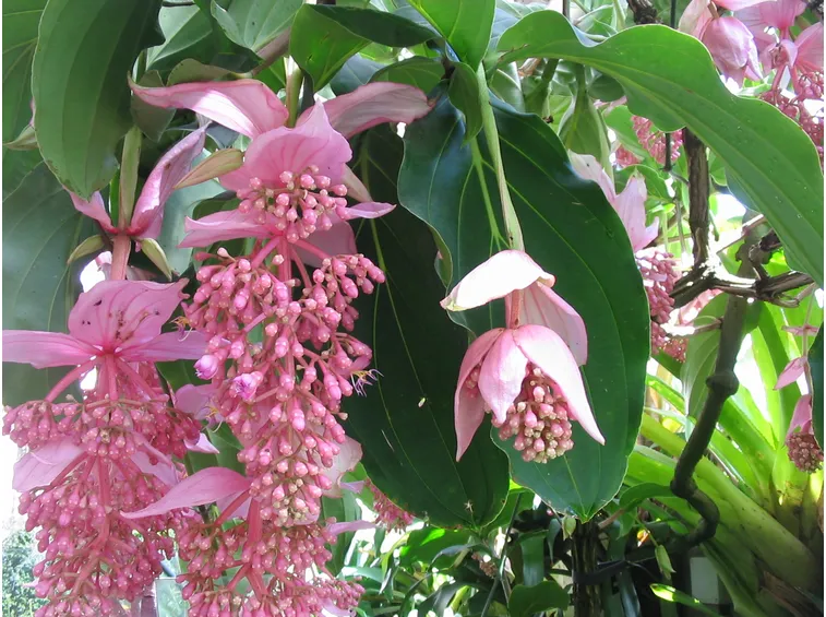 fiori medenilla