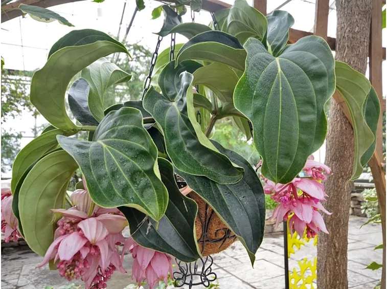 pianta medinilla