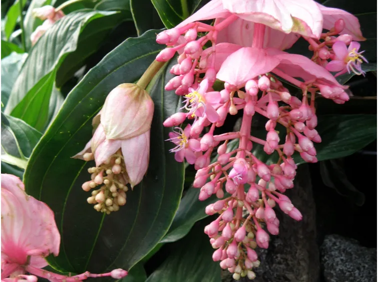 fiore medinilla