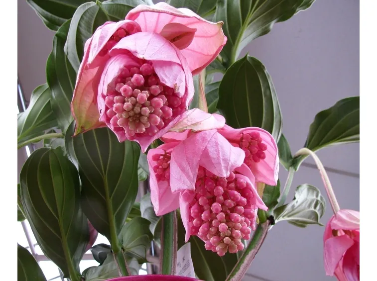 medinilla