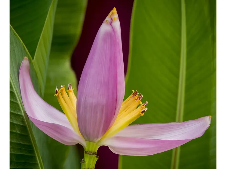 fiori banano