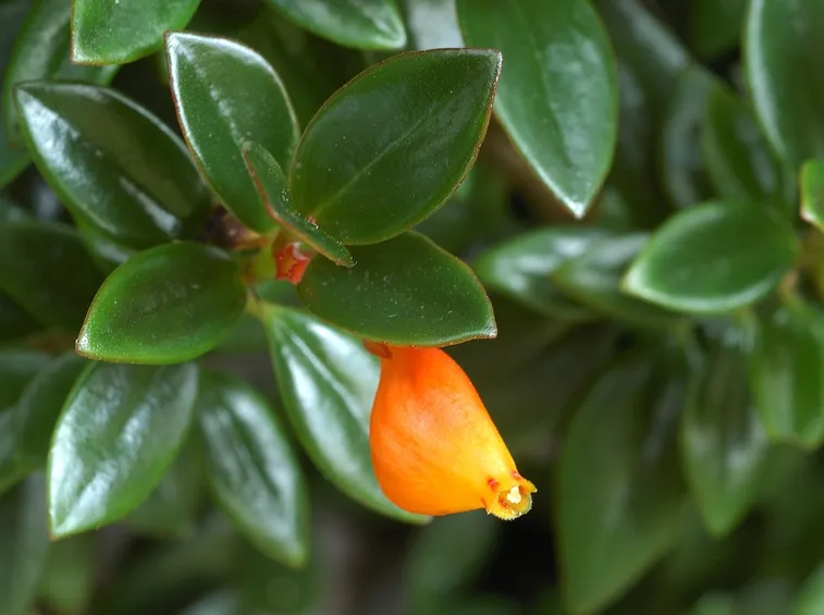 Nematanthus 