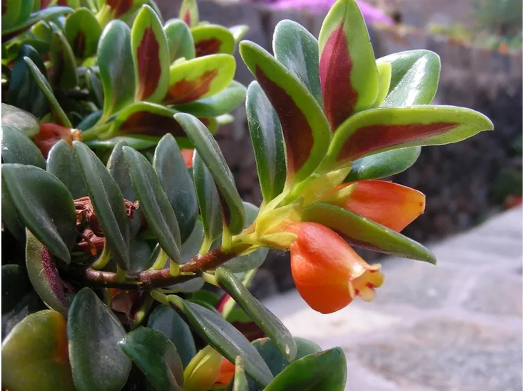 pianta pesciolini rossi