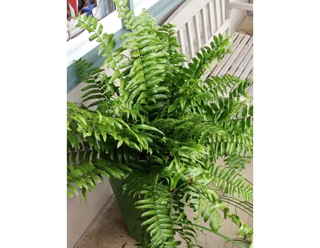 Nephrolepsis