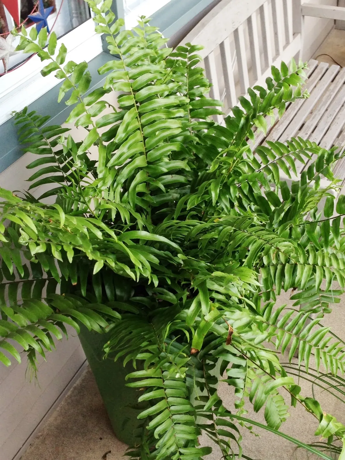Nephrolepsis