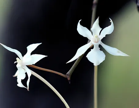 Aerangis