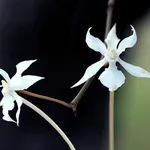 Aerangis