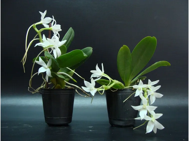 piante Aerangis
