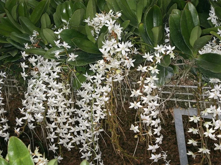 erangis fiori
